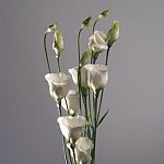 floral 1