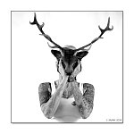 Karotte, Taxidermiste