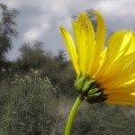 une fleur