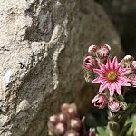Nature 02