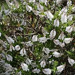 Nature 04