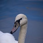 Cygne Blanc