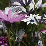 Aster