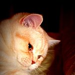 garfield le chat