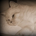 garfield le chat