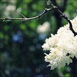 FLeur