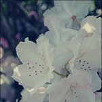Rose <3