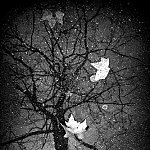Reflet