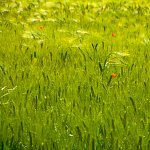 Champ de blé