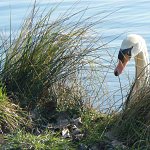 Magnifique cygne
