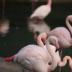 FLAMAND ROSE