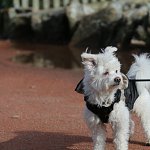 chien attentif