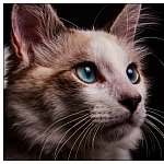 Minou studio