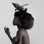 blackbird