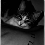 Elodie