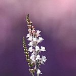 Nature 01