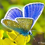 Papillon bleu