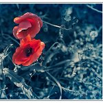 La fleur