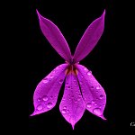 Fleur