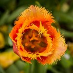 Tulipe