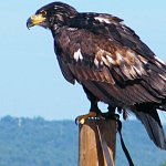 Golden Eagle