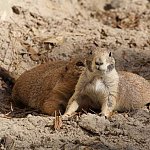Animaux 01