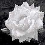 rose blanche