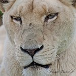 Lionne blanche
