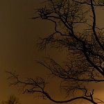 ciel d'or et silhouette végétale 1
