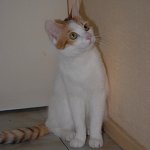 Animaux