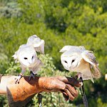 A Vol d'Oiseaux