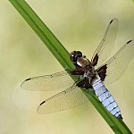 Animaux 00