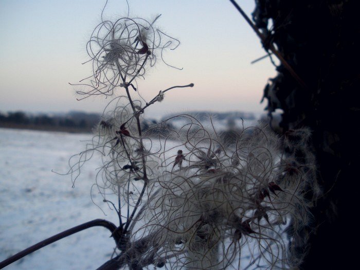 Paysage d'hiver.