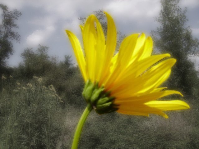 une fleur