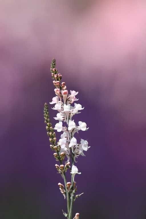 Nature 01