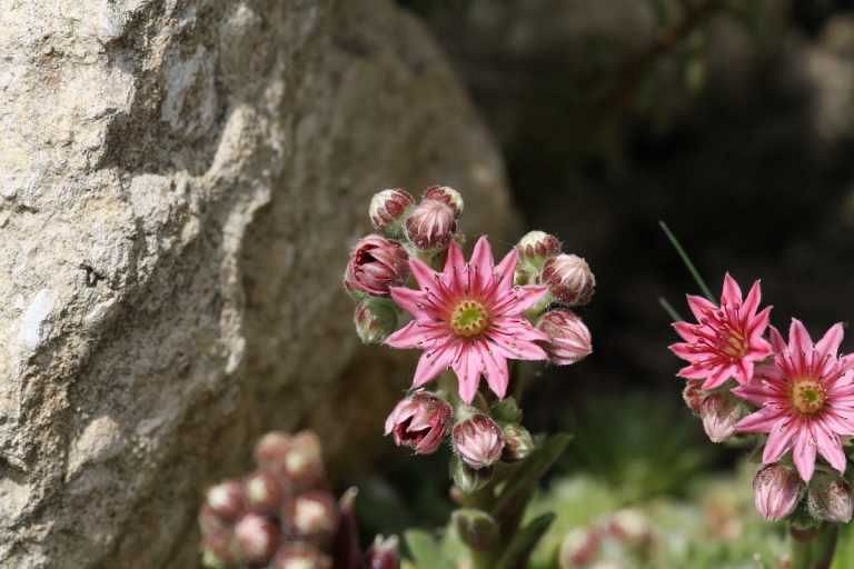 Nature 02