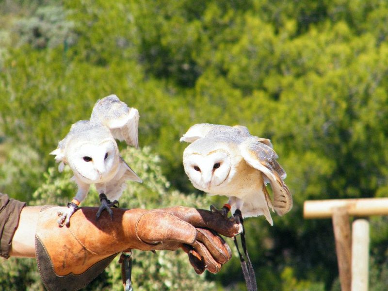A Vol d'Oiseaux