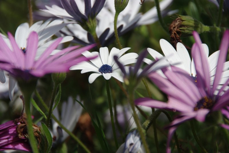 Aster