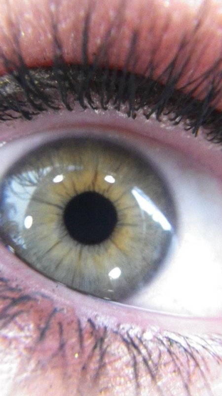 oeil