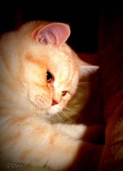 garfield le chat