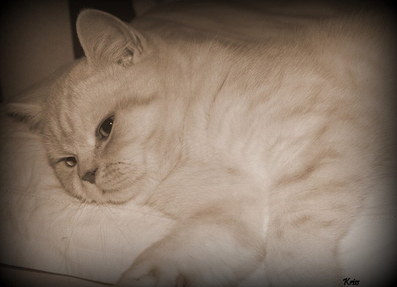 garfield le chat