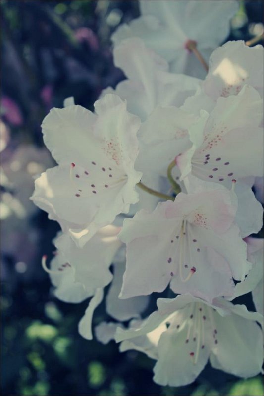 Rose <3