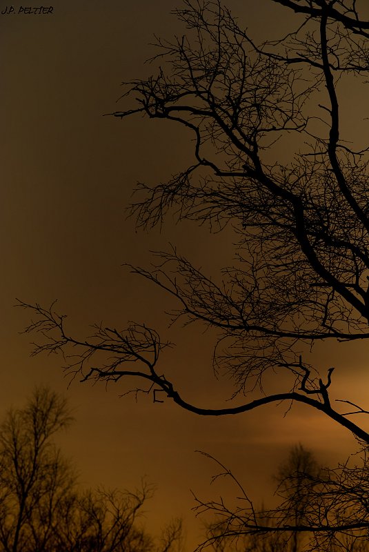 ciel d'or et silhouette végétale 1