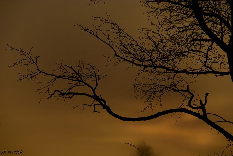 Ciel d'or et silhouette végétale 2