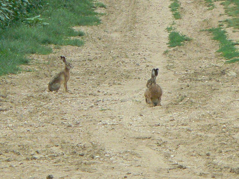 2 lièvres