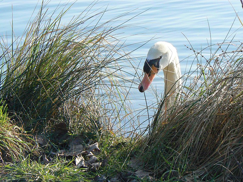 Magnifique cygne
