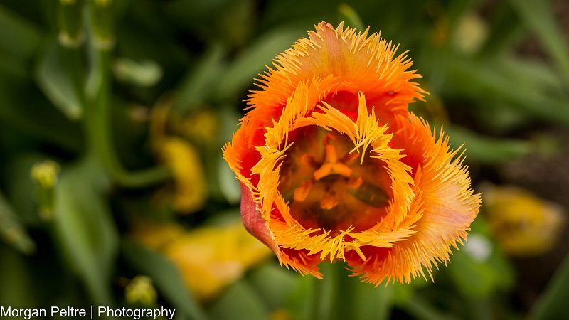 Tulipe