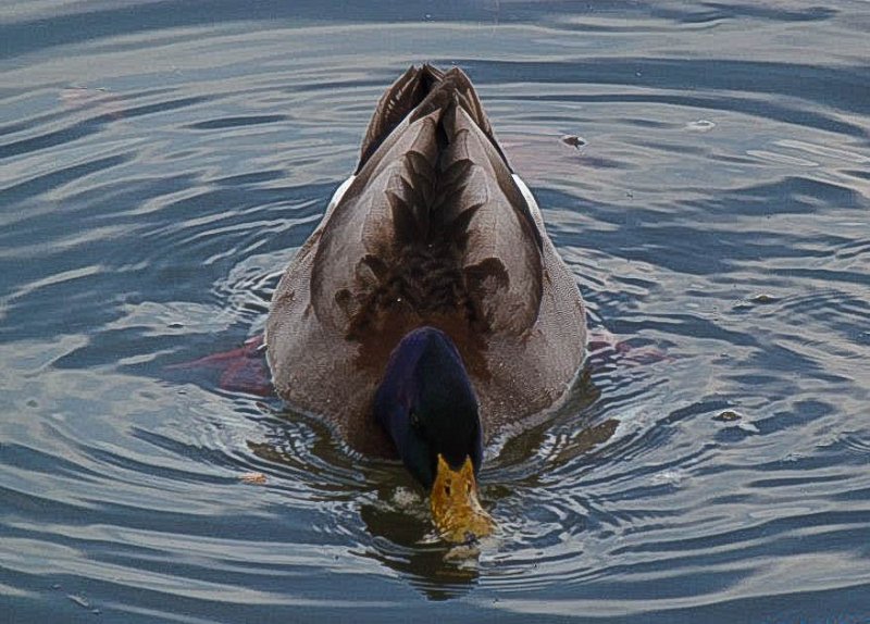 Animaux