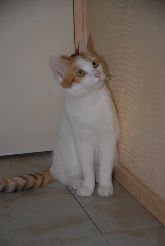 Animaux