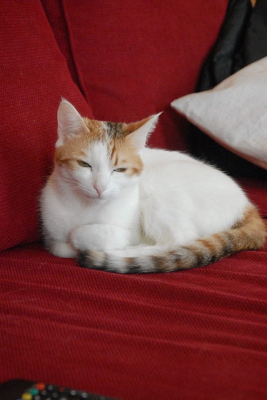 Animaux